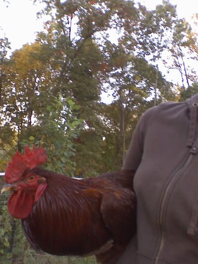Re: WTB Rhode Island Red Rooster TN So Central KY N.AL areas