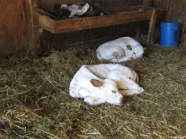 Cross heifer calf for sale - Cattle