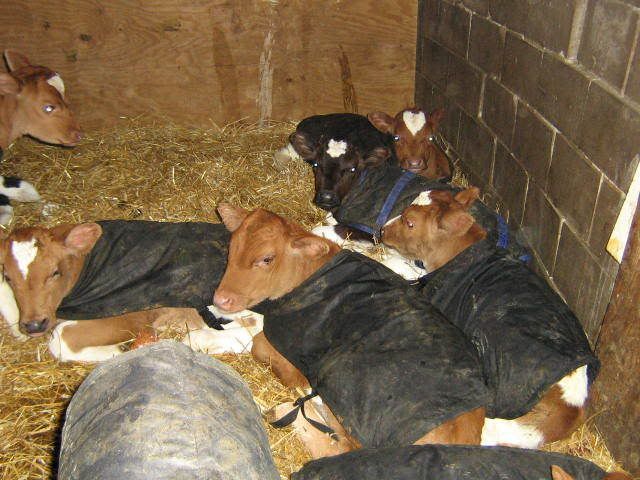 Pictures of Bop, so what is she? - Cattle