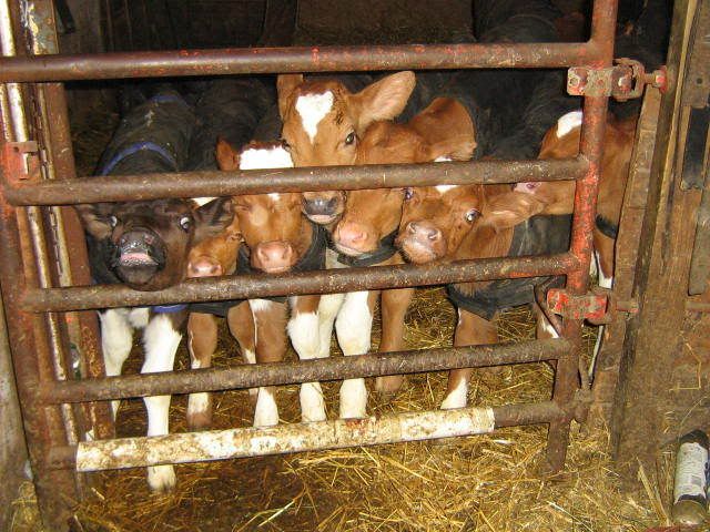 My calf is sick - Cattle