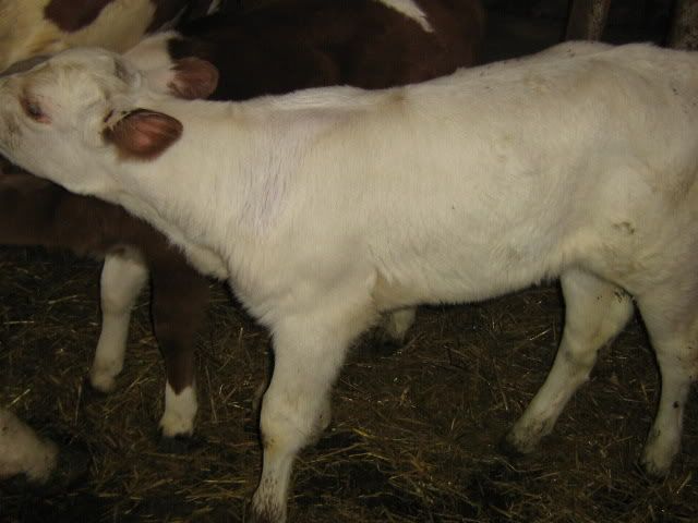 Cross heifer calf for sale - Cattle