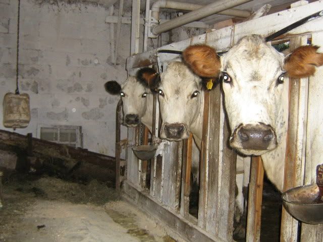 Cross heifer calf for sale - Cattle