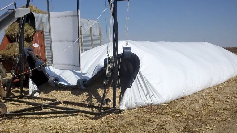 gotta feed them cows - Cattle