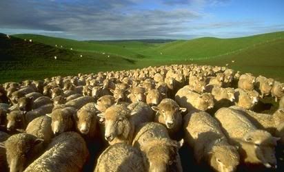 sheep-flock.jpg