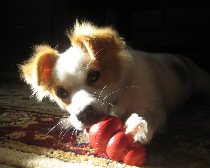 Newly Adopted Dog Barks Whenever She Hears Anything Or | newly adopted dog barks whenever she hears anything or Newly Adopted Dog Barks Whenever She Hears Anything Or | newly adopted dog barks whenever she hears anything or