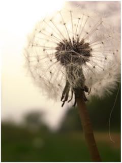 Dandilion Pictures, Images and Photos