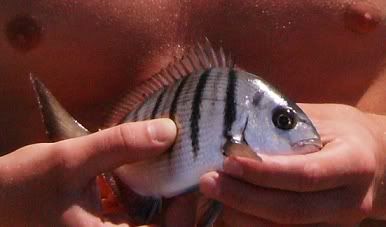 chewysfish.jpg