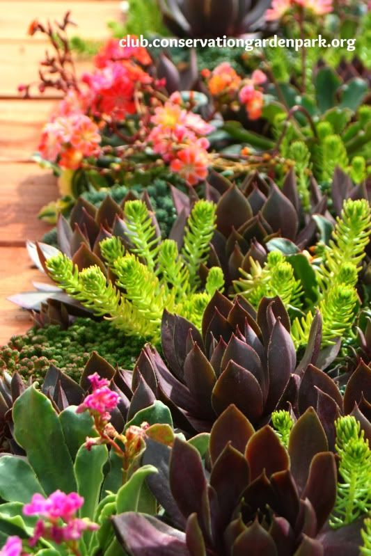 Succulent Pallet Table Closeup
