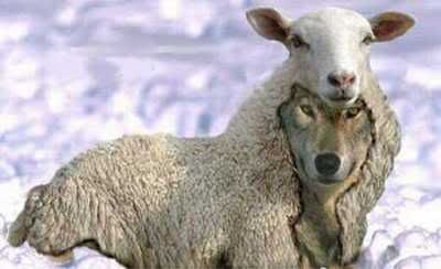 Wolf in Sheeps clothing Pictures, Images and Photos