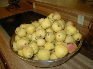 THE pears