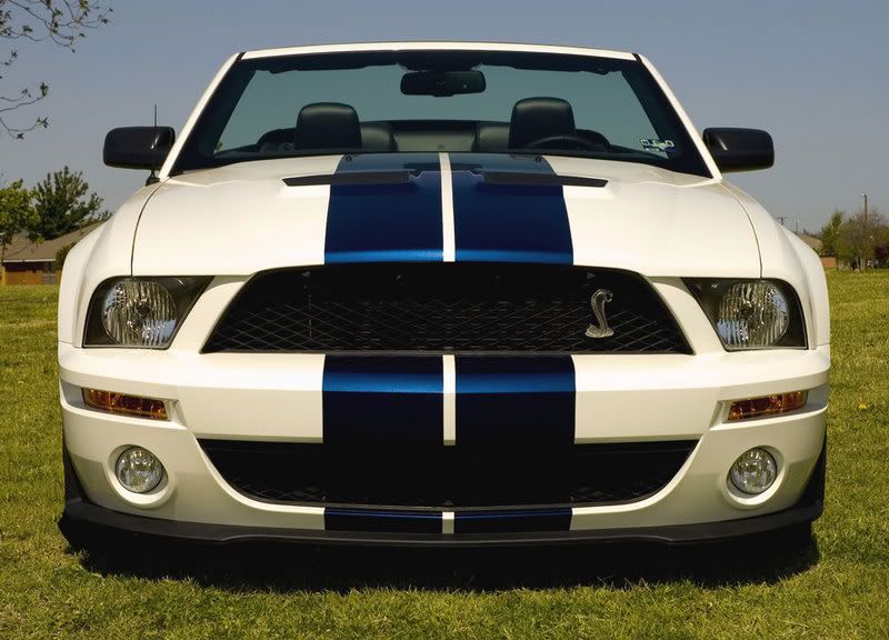 Shelby-Front-1000.jpg