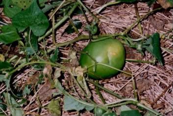 Maypop2