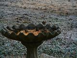 Birds on birdbath