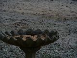 Birds on birdbath