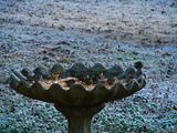 Birds on birdbath