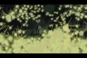firefly_zpsc9110c4a.gif