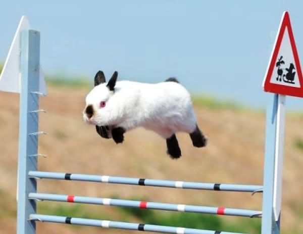bunny show jumping