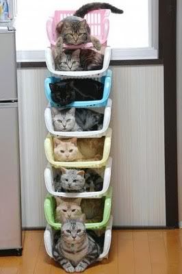 cat organizer