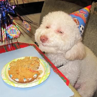 Doggie Birthday Cake on The Dog Couldn T Stop Smiling When He Got His First Birthday Cake