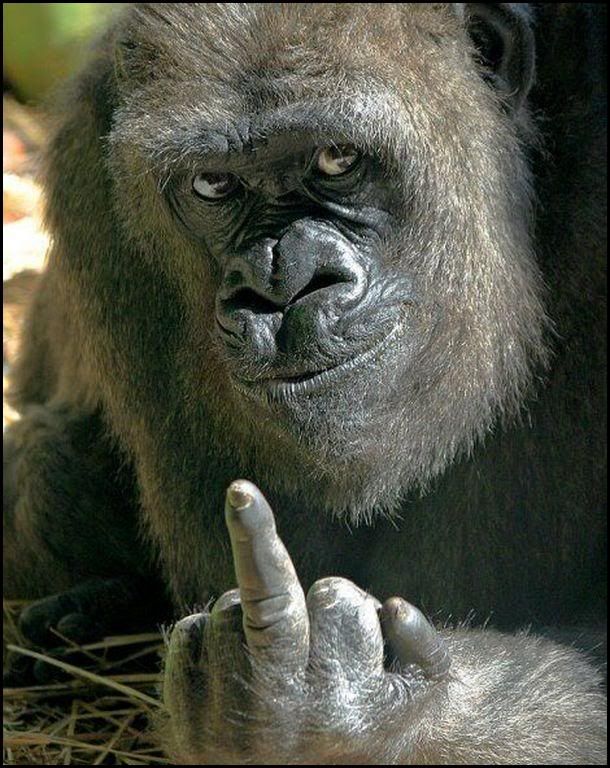 gorilla finger
