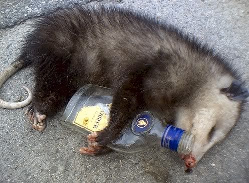possum drunk