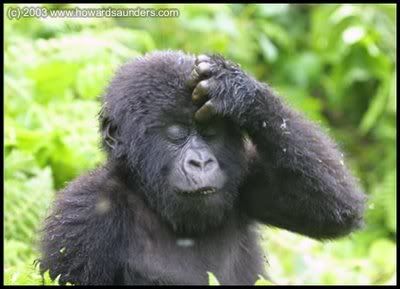 chimp head scratch