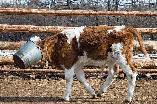 cow pail stuck