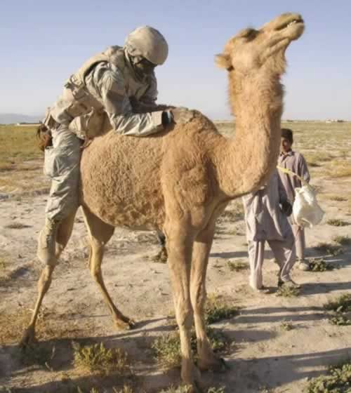 camel lover