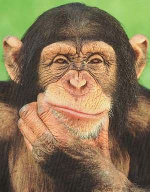 wtf,perplexed,chimp puzzled,hmm