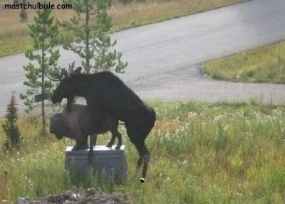moose doin statue