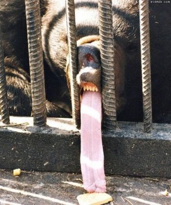 bear tongue