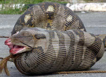 python,fat