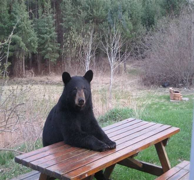 bear table