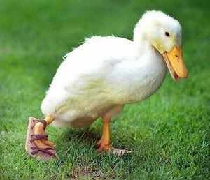 duck in sandals?