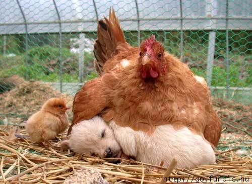 chicken sitting on puppy