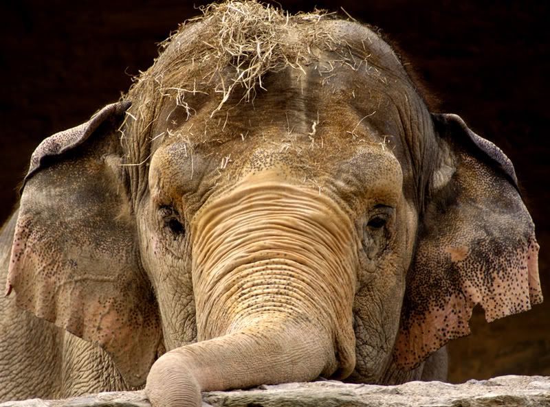 elephant fave