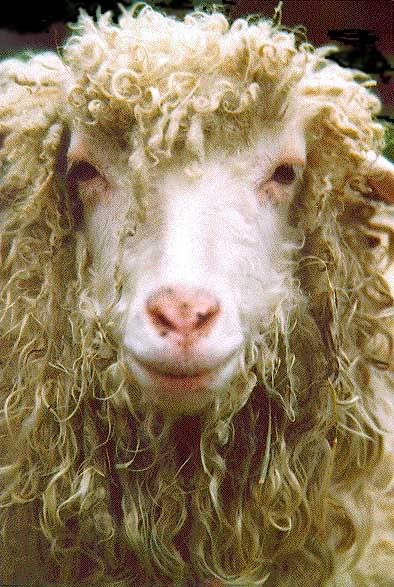 sheep closeup