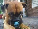 dog with  pacifier
