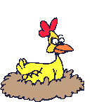 chicken roosting