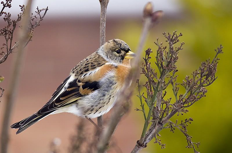 Brambling1-3.jpg