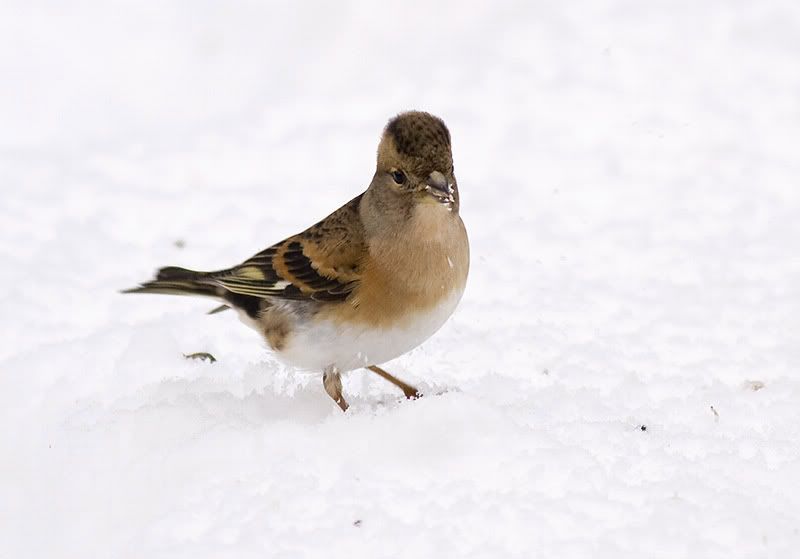 Brambling3.jpg