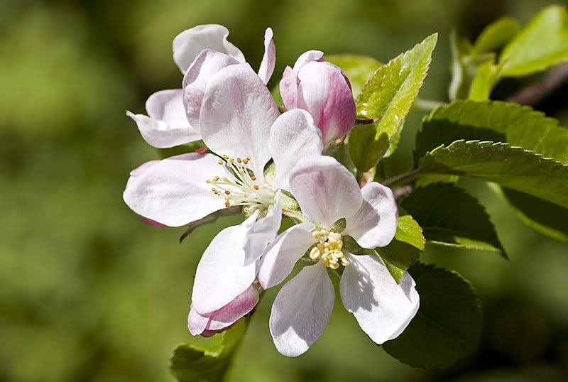 apple blossom photo: Apple Blossom AppleBlossom.jpg
