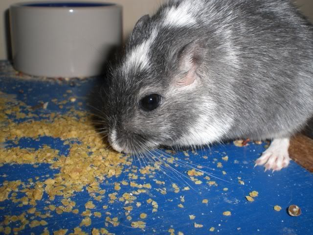 Alfons.jpg