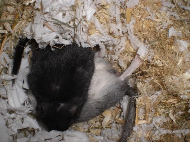 CIMG6634.jpg