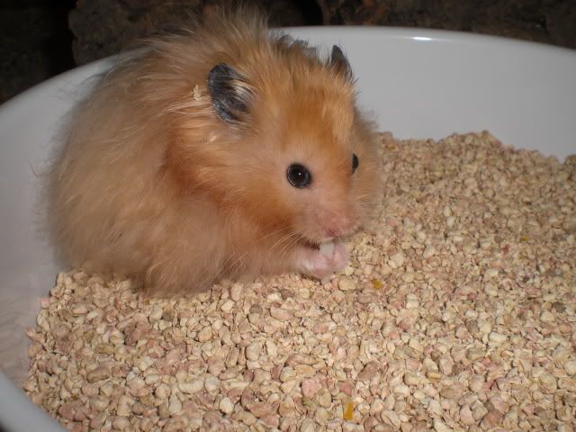 CIMG7567.jpg