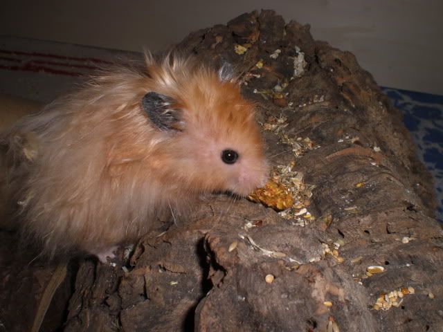 CIMG7599.jpg