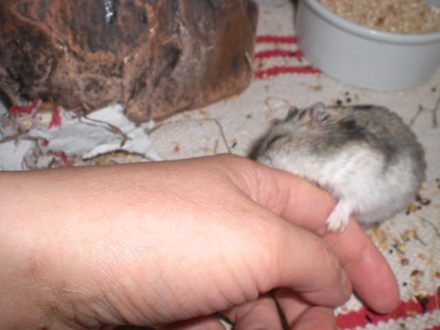 CIMG8177.jpg