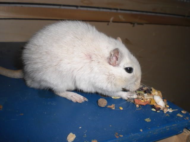 CIMG9513.jpg
