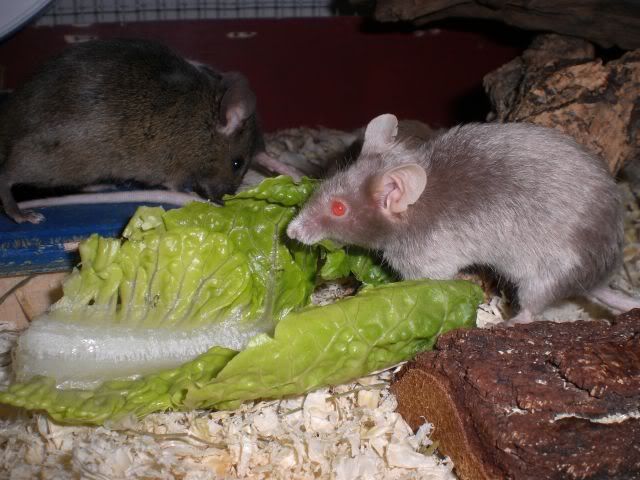 GwenogundPlatin.jpg