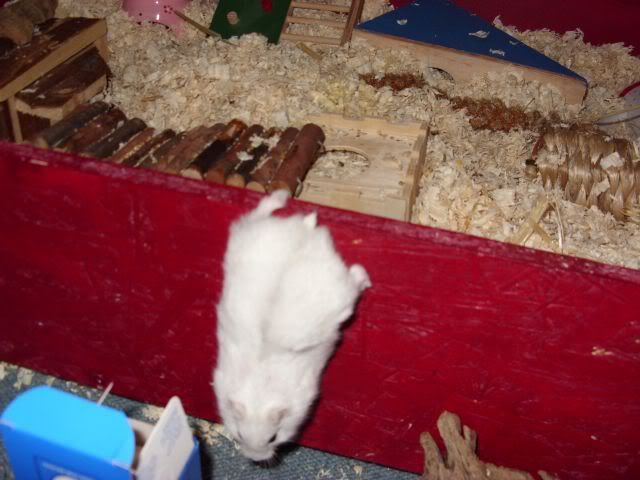 Hamster.jpg